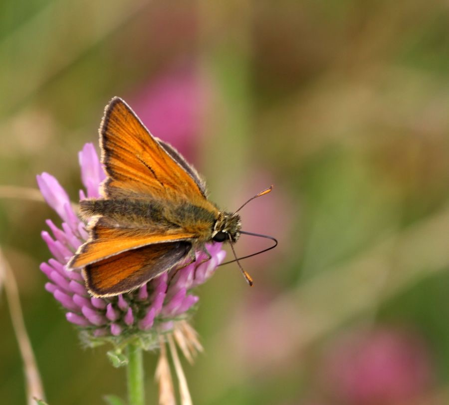 SMALL    SKIPPER.jpg