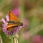SMALL    SKIPPER.jpg