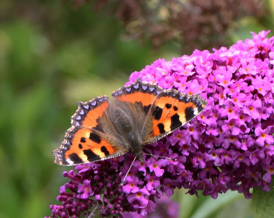 SMALL   TORTOISESHELL.jpg