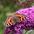 SMALL   TORTOISESHELL.jpg