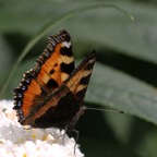 SMALL TORTOISESHELL wings partly closed.jpg