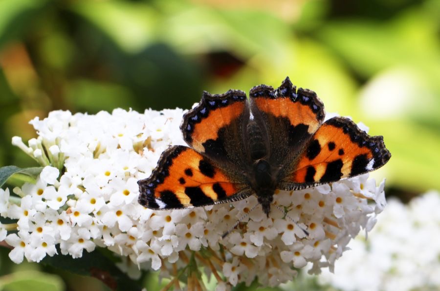 SMALL TORTOISESHELL.jpg