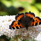SMALL TORTOISESHELL.jpg