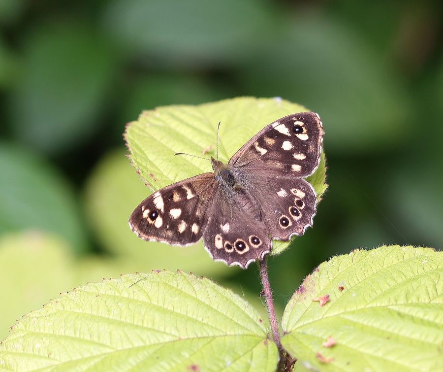 SPECKLED WOOD.jpg