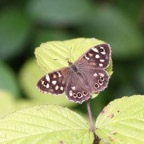 SPECKLED WOOD.jpg