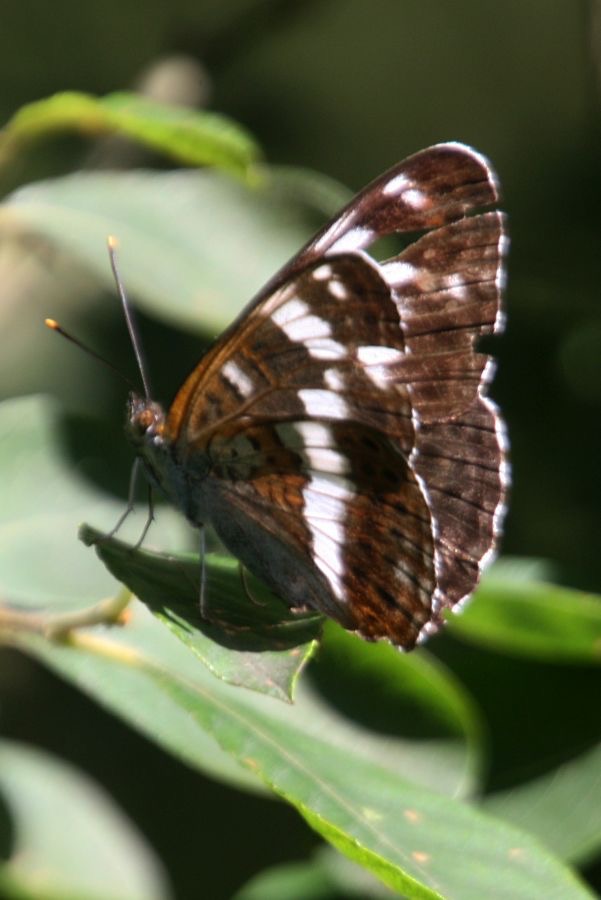 WHITE ADMIRAL  Dorset.jpg