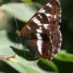 WHITE ADMIRAL  Dorset.jpg