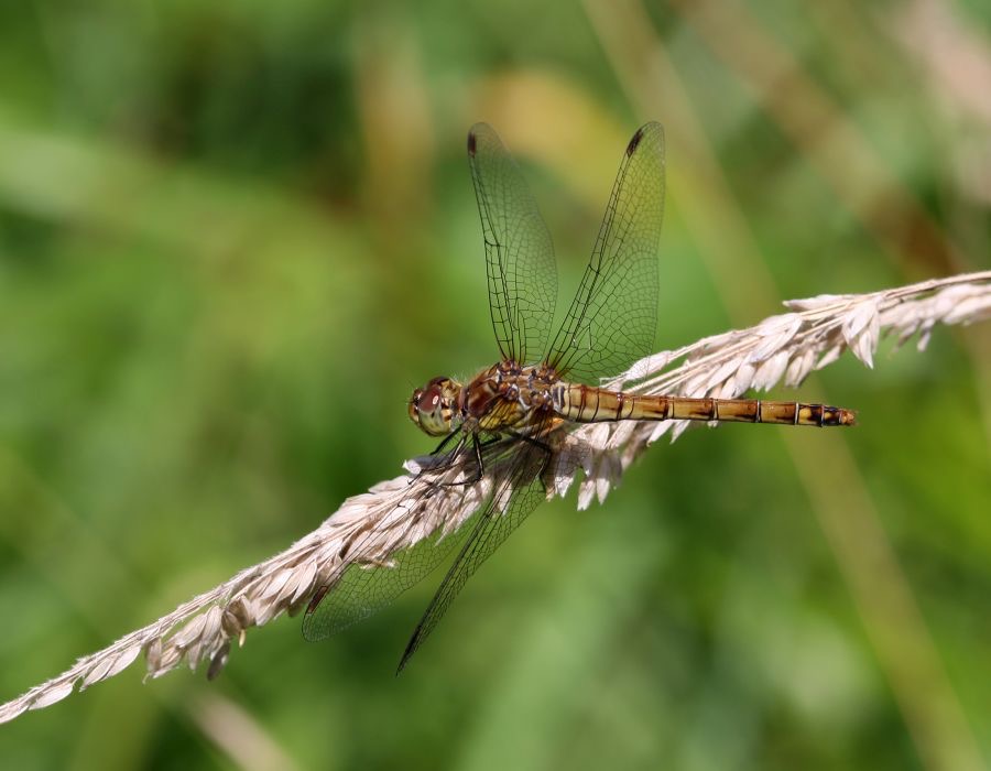 BLACK TAILED SKIMMER  female Norfolk.jpg