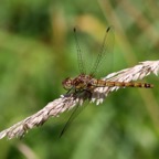 BLACK TAILED SKIMMER  female Norfolk.jpg