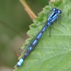 COMMON     BLUE DAMSELFLY  Dorset.jpg