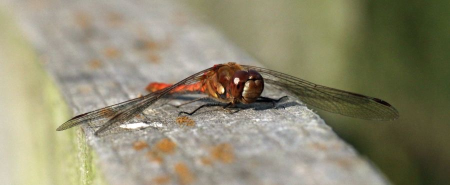 COMMON  DARTER      male  Yorkshire.jpg