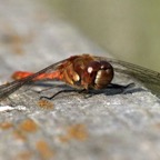 COMMON  DARTER      male  Yorkshire.jpg