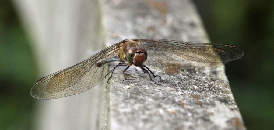 COMMON DARTER female Yorkshire.jpg