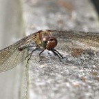 COMMON DARTER female Yorkshire.jpg