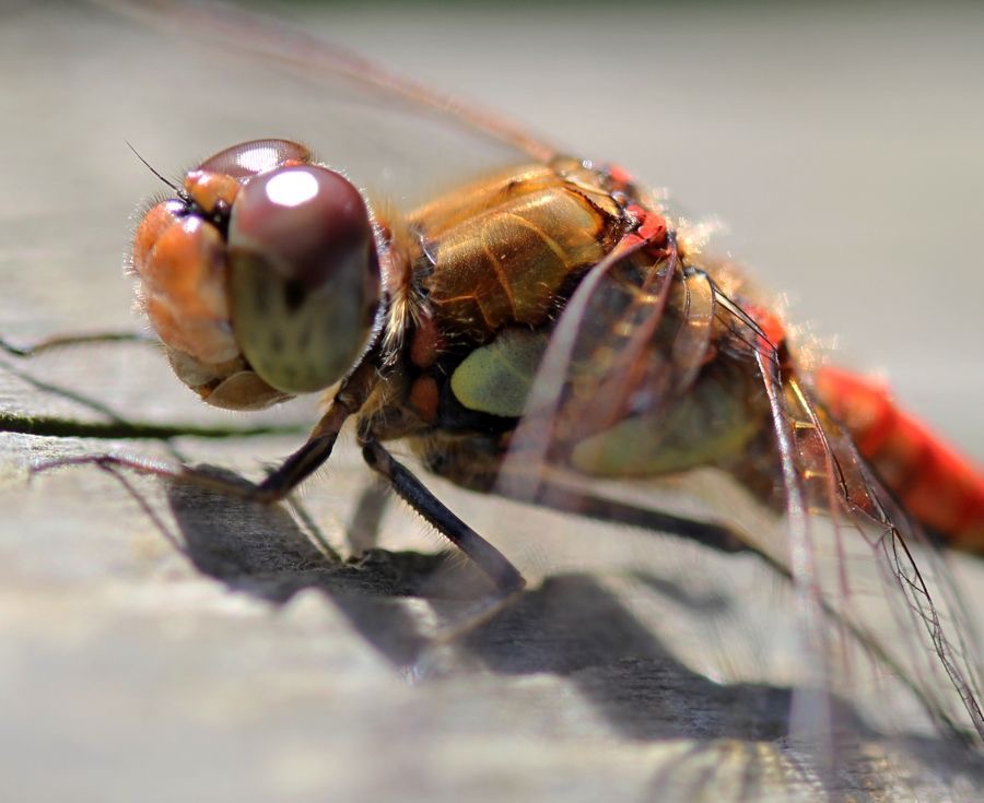 DRAGONFLY   headshot.jpg