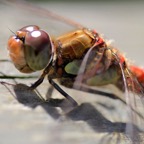 DRAGONFLY   headshot.jpg