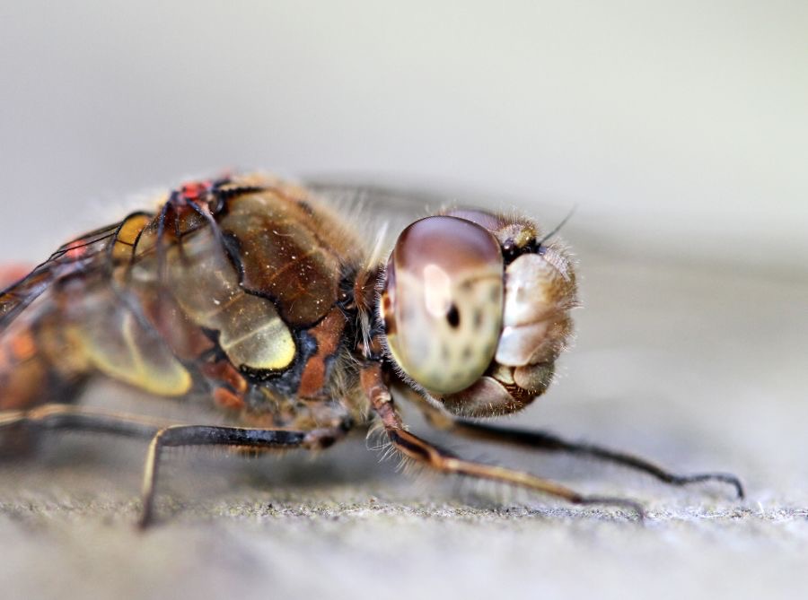 DRAGONFLY headshot.jpg