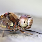 DRAGONFLY headshot.jpg