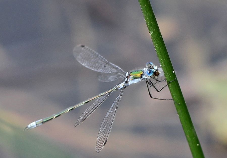 EMERALD DAMSELFLY  Yorkshire.jpg