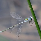 EMERALD DAMSELFLY  Yorkshire.jpg