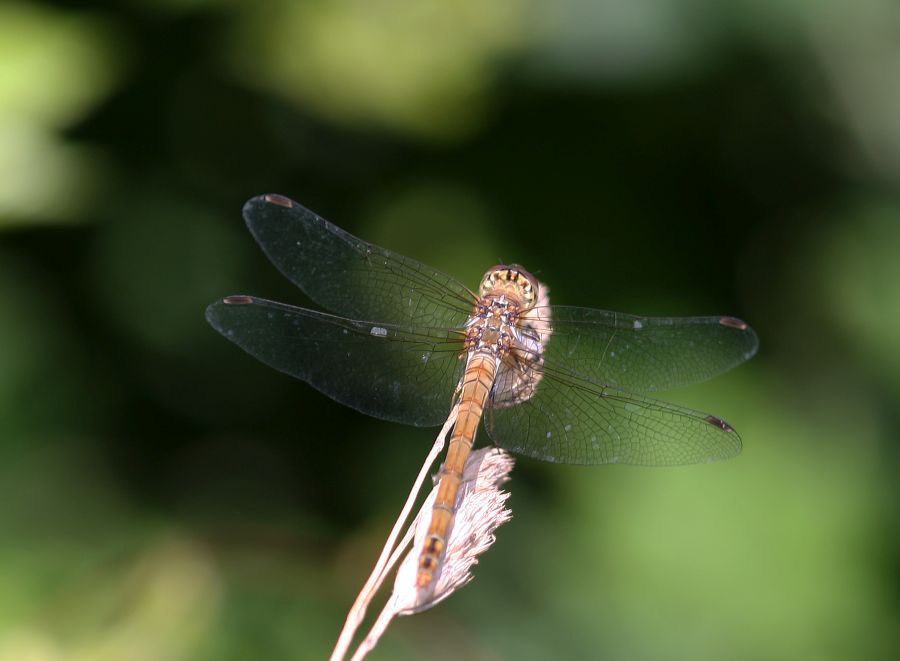 NORFOLK    HAWKER     Norfolk.jpg