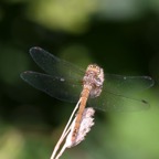 NORFOLK    HAWKER     Norfolk.jpg
