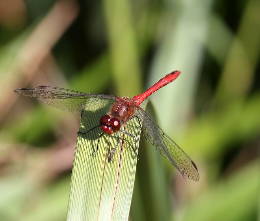RUDDY        DARTER      Norfolk.jpg