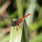 RUDDY        DARTER      Norfolk.jpg