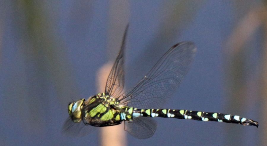 SOUTHERN   HAWKER  Yorkshire.jpg