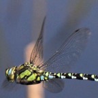 SOUTHERN   HAWKER  Yorkshire.jpg
