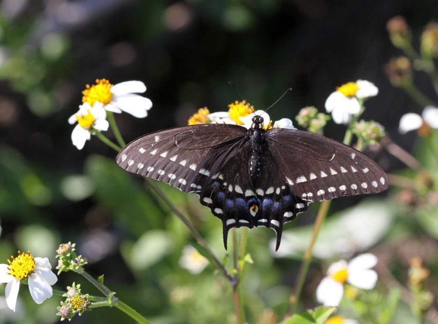 BLACK  SWALLOWTAIL  female  Florida.jpg