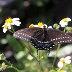 BLACK  SWALLOWTAIL  female  Florida.jpg
