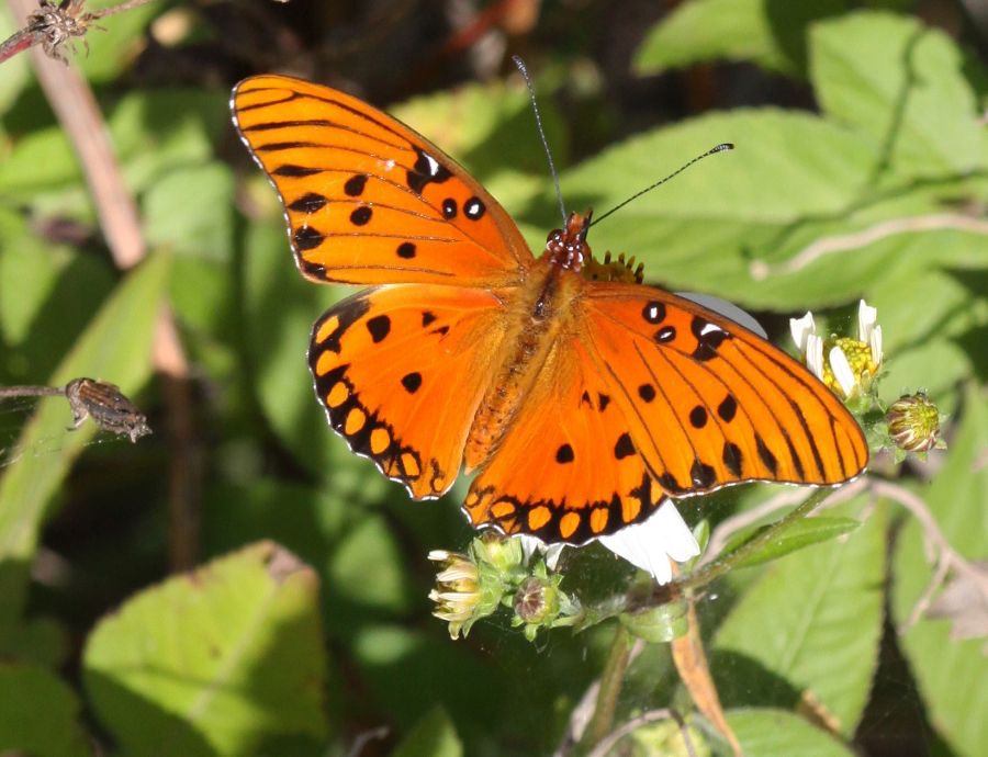 GULF    FRITILLARY   female Florida.jpg