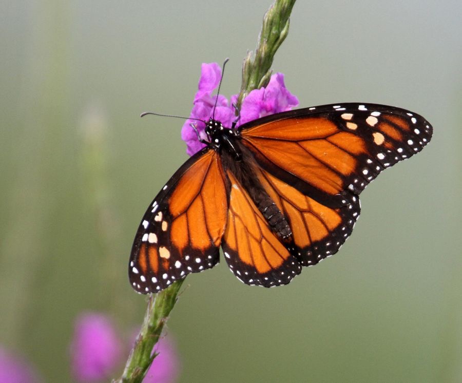 MONARCH   BUTTERFLY     male    Texas.jpg