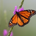 MONARCH   BUTTERFLY     male    Texas.jpg
