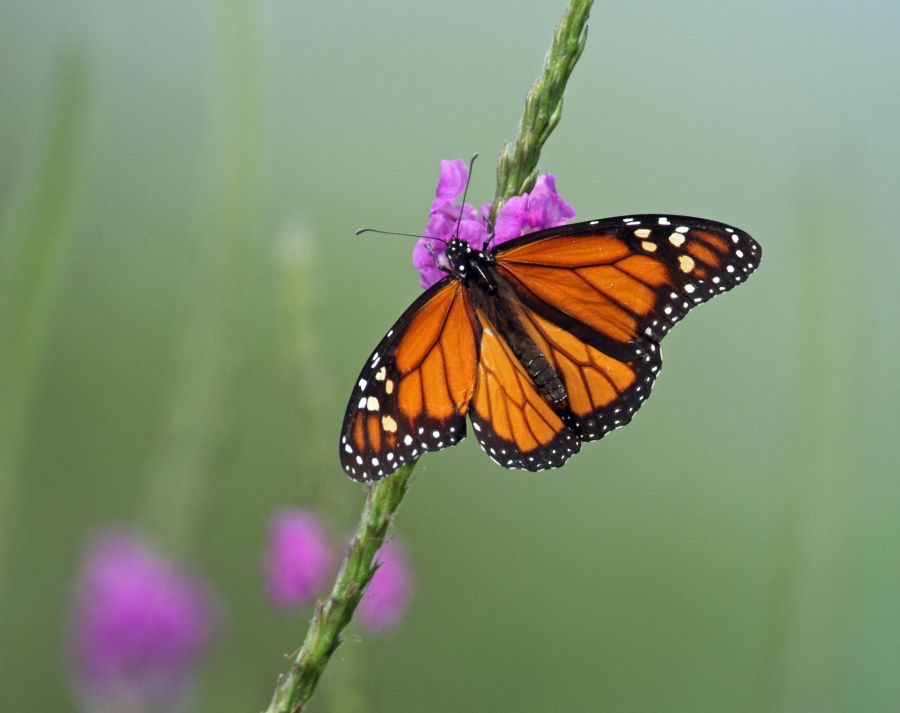 MONARCH BUTTERFLY    male Texas.jpg