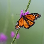 MONARCH BUTTERFLY    male Texas.jpg