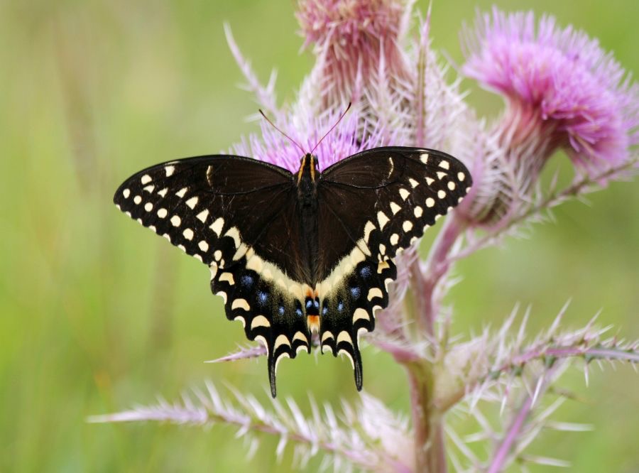 PALAMEDES  SWALLOWTAIL   Texas.jpg