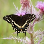 PALAMEDES  SWALLOWTAIL   Texas.jpg
