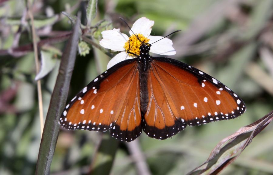 QUEEN  BUTTERFLY   Florida.jpg