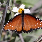QUEEN  BUTTERFLY   Florida.jpg