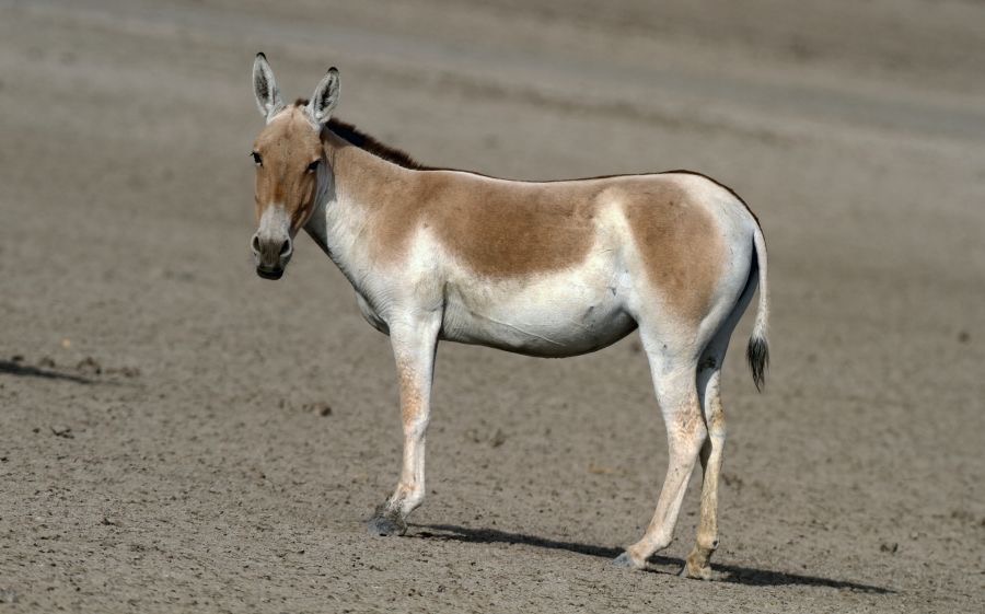 ASS..WILD    ASIATIC..JPG