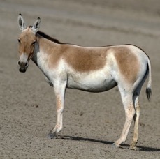 ASS..WILD    ASIATIC..JPG