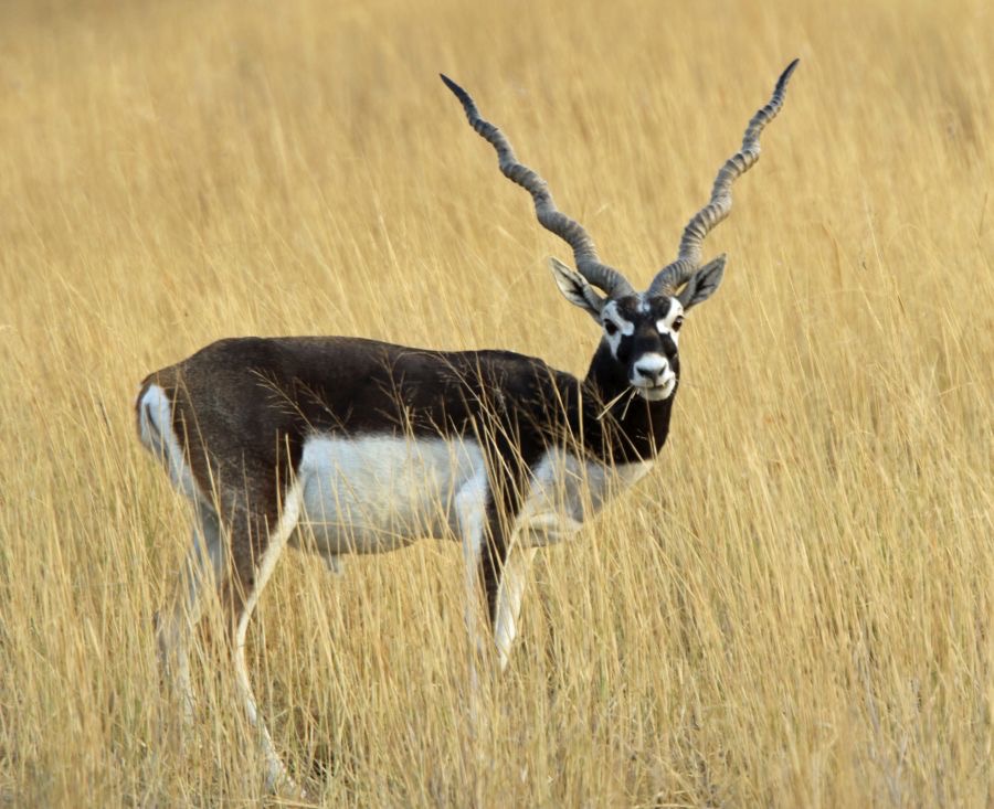 BLACKBUCK  mature male.JPG