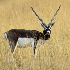 BLACKBUCK  mature male.JPG