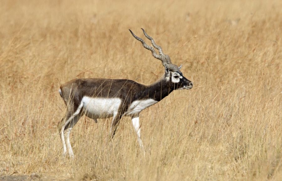 BLACKBUCK.  male.JPG