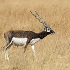 BLACKBUCK.  male.JPG