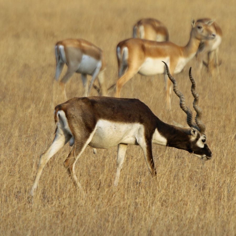 BLACKBUCK..  male &  females  behind.JPG