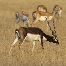 BLACKBUCK..  male &  females  behind.JPG
