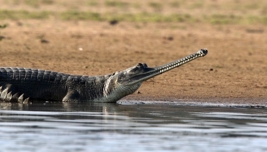 CROCODILE.     GHARIAL. fisheating.JPG